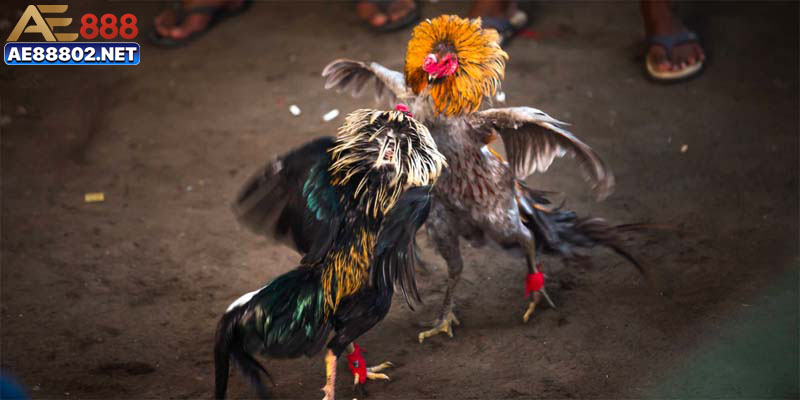 Người chơi phải biết cách chọn chiến kê phù hợp