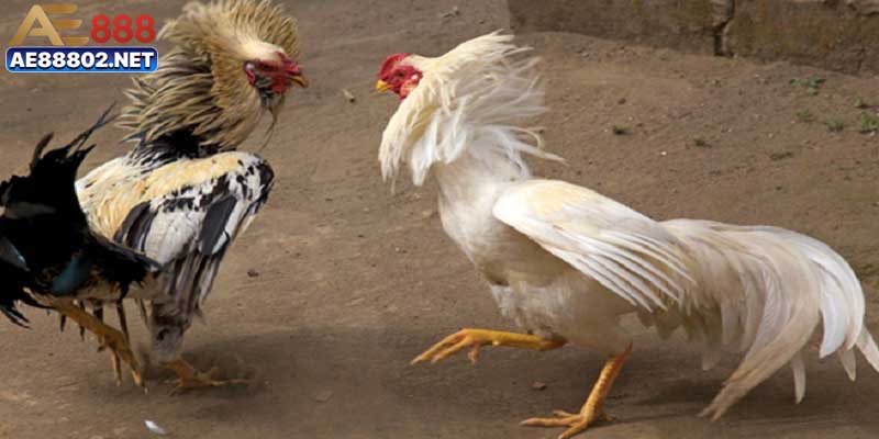 Những điểm nổi bật thu hút số lượng lớn người tham gia