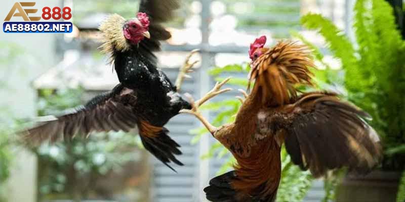 Tại sao nên chọn đá gà Campuchia tại nền tảng thay vì những nơi khác?