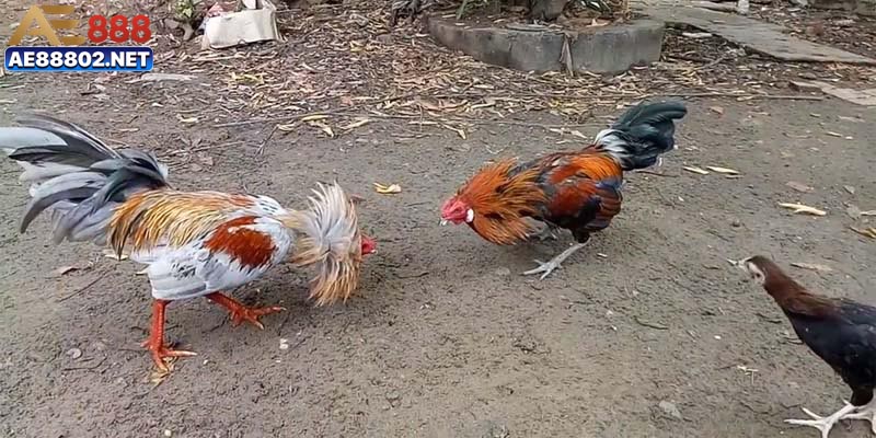 Tổng quan về đá chiến kê cựa sắt 