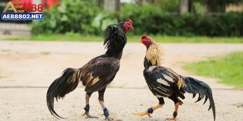 Trải nghiệm đỉnh cao đá gà Campuchia chỉ có tại nền tảng nhà cái
